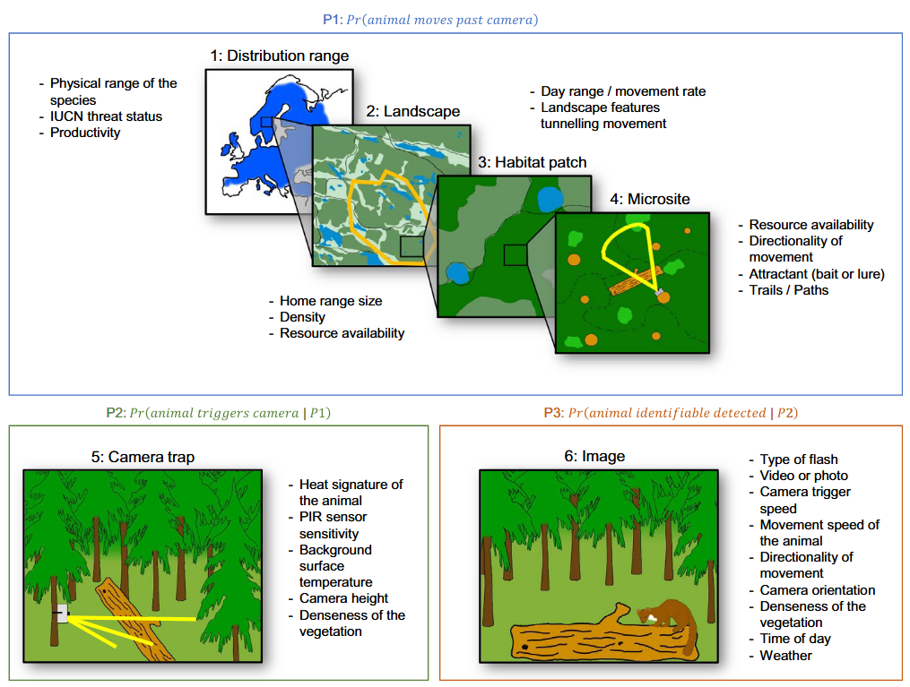 ../_images/rcsc_et_al_2024_detectionprob_hofmeester_et_al_2019_fig1_clipped.png